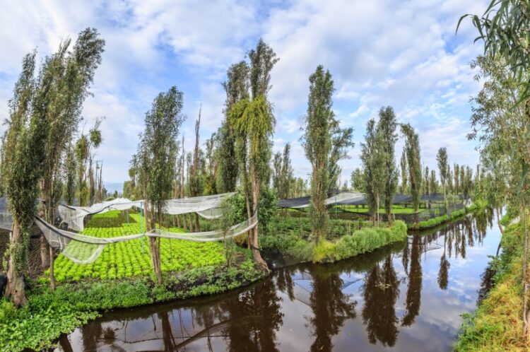 Piden declarar chinampas como patrimonio cultural