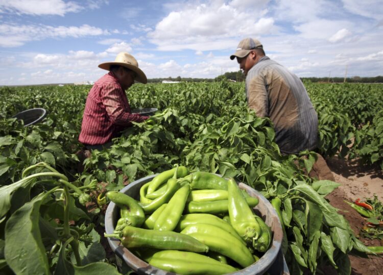 Agricultura, clave para erradicar la pobreza y proteger el medio ambiente