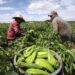 Agricultura, clave para erradicar la pobreza y proteger el medio ambiente