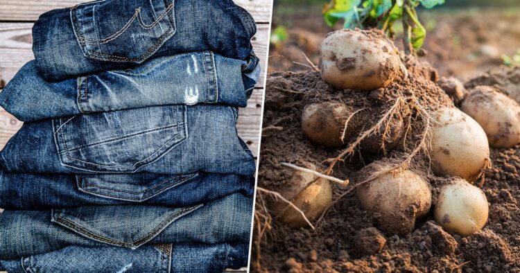 Una papa necesita hasta 25 litros de agua para su producción y unos jeans 4 mil litros