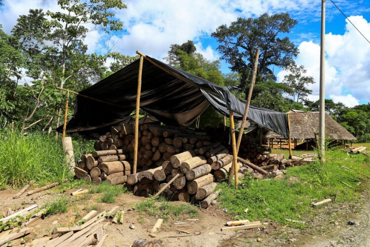 Tala ilegal: desastre ambiental asociado a la criminalidad