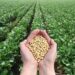 Policultivos: Amigos del medio ambiente y del bolsillo