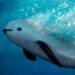 México ha quedado a deber en la defensa de la vaquita marina y el pez totoaba: EU