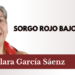 Sorgo rojo bajo el sol