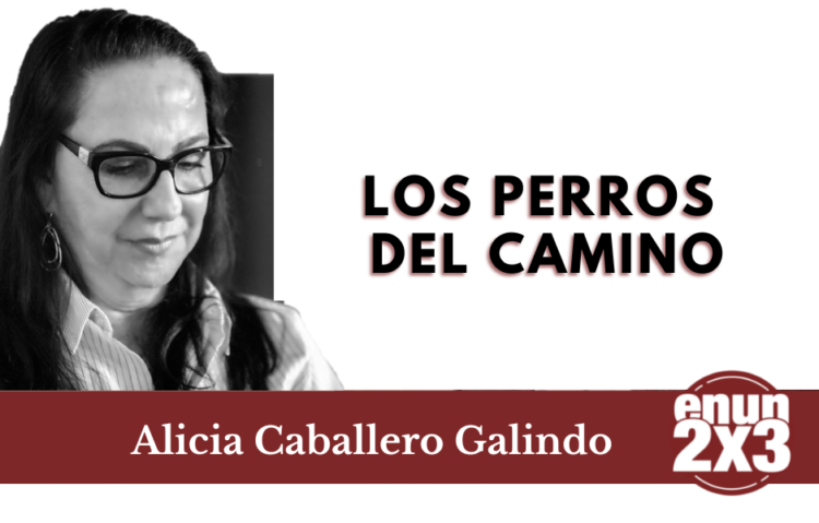 Los perros del camino 