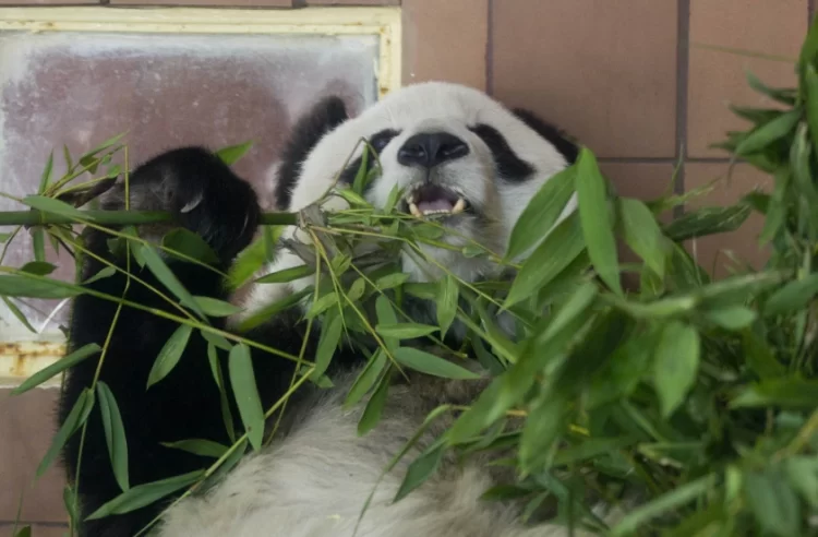 Muere la panda gigante más longeva de México