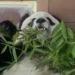 Muere la panda gigante más longeva de México