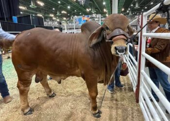 Si no está en México, ¿dónde ha estado el exgobernador Cabeza de Vaca?