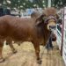 Si no está en México, ¿dónde ha estado el exgobernador Cabeza de Vaca?