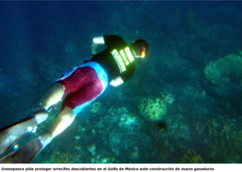 Greenpeace pide proteger arrecifes descubiertos en el Golfo de México ante construcción de nuevo gasoducto