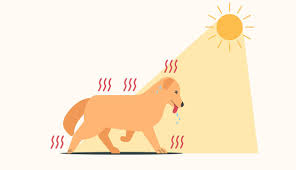 Consejos para cuidar a tu mascota en época de calor