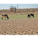 Almacenamiento de agua en las presas de México, a 41%
