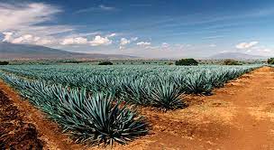 La industria tequilera en México certifica sus agaves para evitar un impacto ambiental