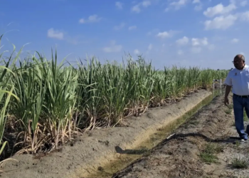 Desarrolla la UAT nuevas variedades de caña de azúcar en El Mante