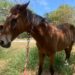 Prohibido en Reynosa uso de tracción animal