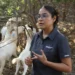 Analiza UAT innovaciones de mejoramiento para la producción caprina