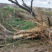 Ayuntamiento de Matamoros destruye casi un kilómetro de bosque urbano por “limpieza de maleza”