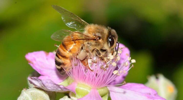 Invitan a conferencia sobre las abejas nativas