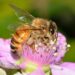Invitan a conferencia sobre las abejas nativas