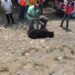 Encuentran oso muerto en la Carretera Federal 83