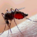 Existe riesgo de que dengue se convierta en epidemia, reconoce Salud