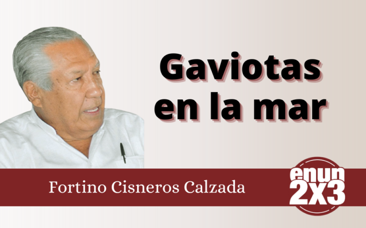 Gaviotas en la mar