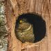 Participa UAT en Gran Conteo Mundial de Aves