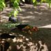 Zoológico de Tamatán investiga mortandad de aves