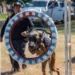 Estudiante de la UAT aporta su experiencia en adiestramiento canino al servicio comunitario