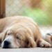 Emite Gobierno de Reynosa recomendaciones para combatir el calor en mascotas