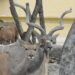 Investigan ‘desaparición’ de animales en el Zoológico de Tamatán