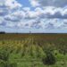 Las lluvias de 'Alberto' salvan el ciclo de siembra Primavera-Verano anuncia Desarrollo Rural municipal.