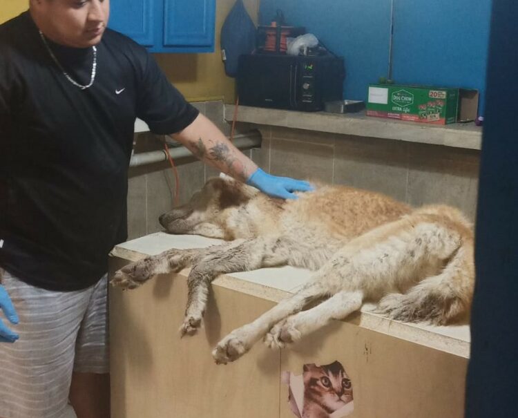 Rescata Gobierno de Reynosa a husky por maltrato animal
