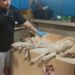 Rescata Gobierno de Reynosa a husky por maltrato animal
