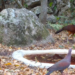Ante intensa ola de calor en Tamaulipas se concretan acciones en pro de la fauna, con el apoyo de la sociedad | Foto: Cortesía