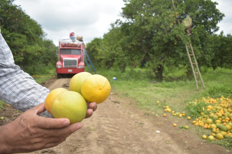 Continúa Gobierno de Tamaulipas con monitoreo y control del cancro de los cítricos