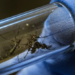 Alerta por repunte en casos de dengue tipo 3 en Tamaulipas | Foto: Web