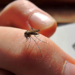 Casos de dengue aumentan exponencialmente en Tamaulipas | Foto: Web