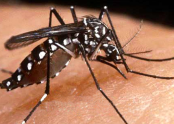 Aumenta 600 % casos de dengue, advierte Salud | Foto: Web