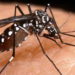 Aumenta 600 % casos de dengue, advierte Salud | Foto: Web