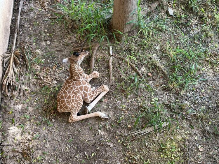 Nace jirafa en el zoológico Tamatán. Foto cortesía del Gobierno del Estado.