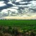 Producción de sorgo en Tamaulipas superará 1.7 millones de toneladas | Foto: Karla Urbina