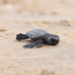 Registra Tamaulipas 167 mil huevos en campamentos tortugueros | Foto: Cortesía