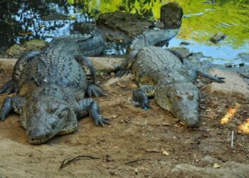 Buscan en Tamaulipas controlar sobrepoblación de cocodrilos
