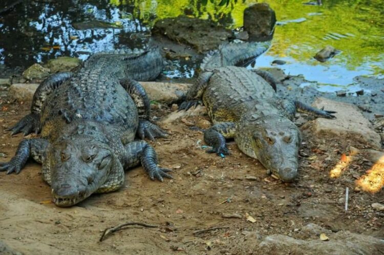 Buscan en Tamaulipas controlar sobrepoblación de cocodrilos