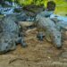 Buscan en Tamaulipas controlar sobrepoblación de cocodrilos