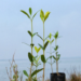 Refuerzan plantación de mangle en La Pesca, Soto la Marina | Foto: Cortesía