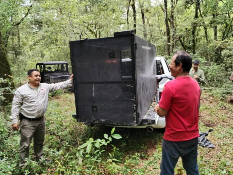 Arranca Comisión de Parques monitoreo del oso negro americano en Tamaulipas