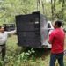 Arranca Comisión de Parques monitoreo del oso negro americano en Tamaulipas