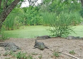 Fortalecen en Tamaulipas capacitación en el manejo de cocodrilos